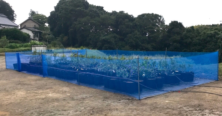 ブルーベリー養液栽培の育苗場を紹介します【2019年版】
