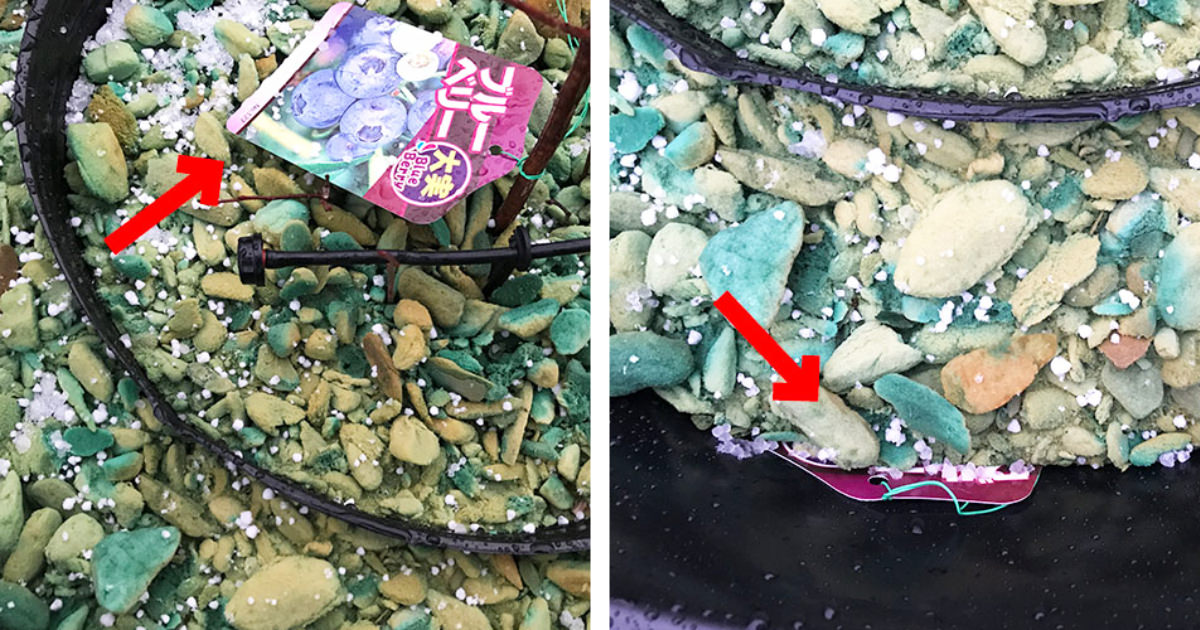 ブルーベリーの品種がわからなくならないようにする方法【大切な園芸ラベル】