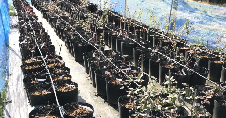 アクアフォームと土との違い【植えつけ方も紹介します】