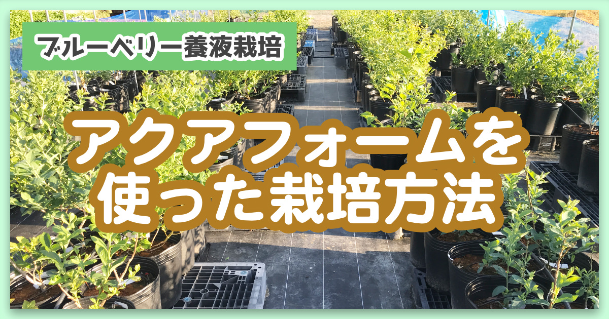 アクアフォームをブルーベリー養液栽培で使う理由について ブルーベリーラボのおがた 福岡県直方市にあるブルーベリー狩り観光農園