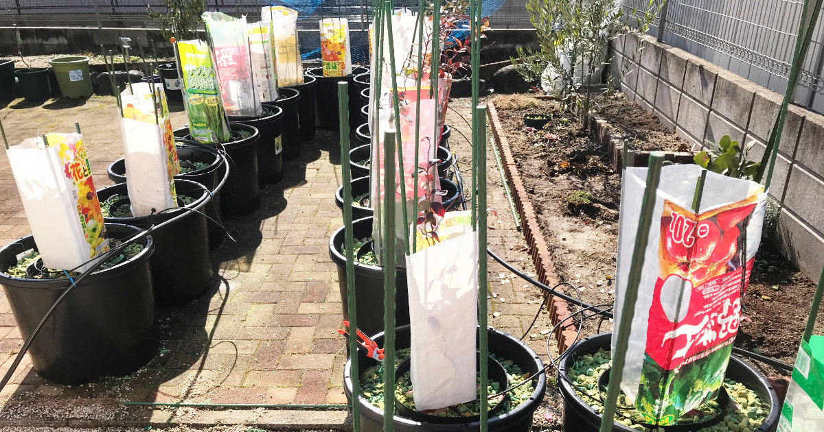 粒状アクアフォームまとめ ブルーベリー養液 水耕 栽培 ブルーベリーラボのおがた 福岡県直方市にあるブルーベリー狩り観光農園