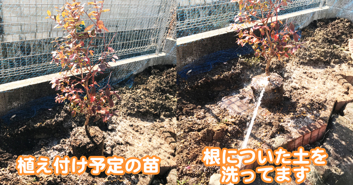 【体験談あり】家庭でブルーベリー養液栽培【かんたんキットの紹介】