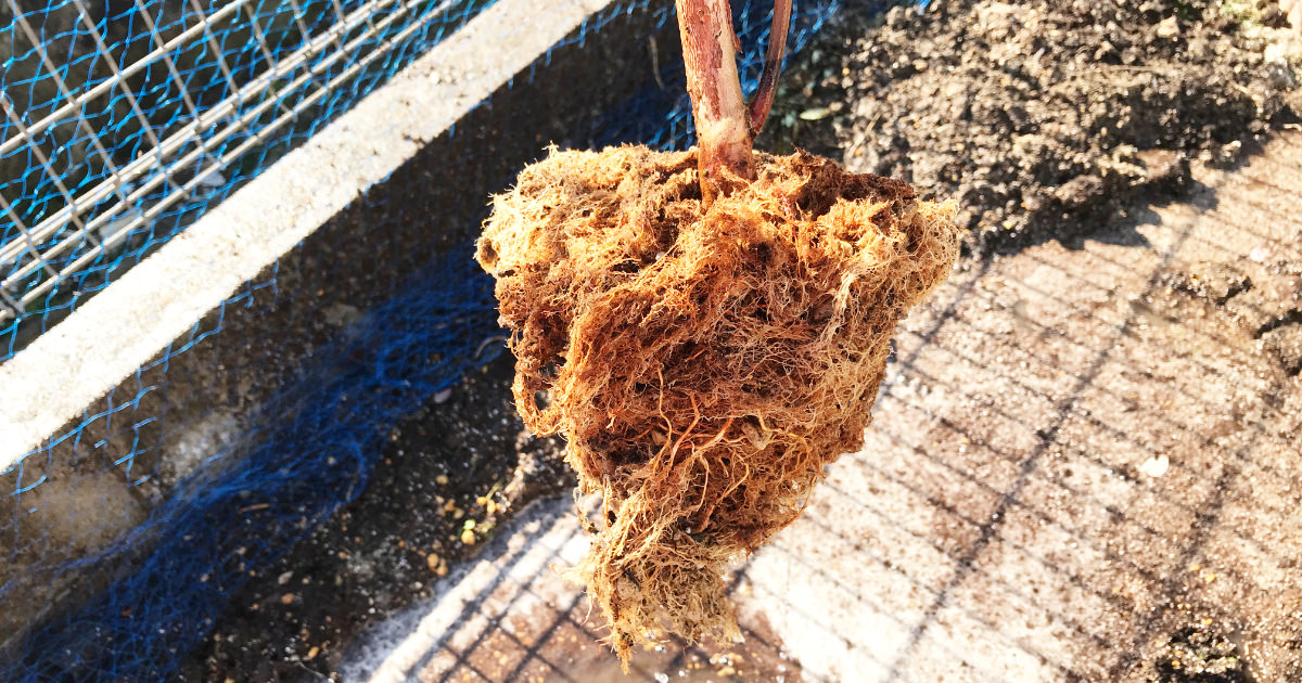 【体験談あり】家庭でブルーベリー養液栽培【かんたんキットの紹介】