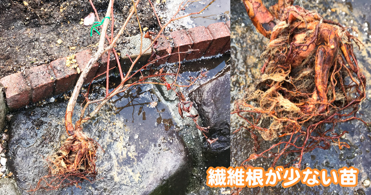 【体験談あり】家庭でブルーベリー養液栽培【かんたんキットの紹介】