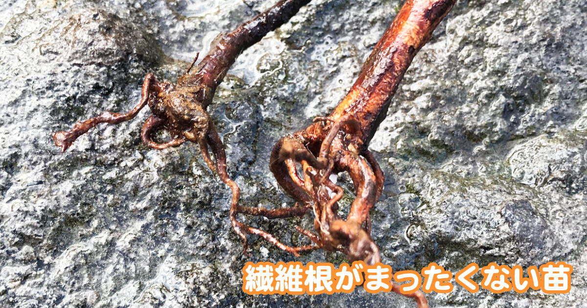 【体験談あり】家庭でブルーベリー養液栽培【かんたんキットの紹介】