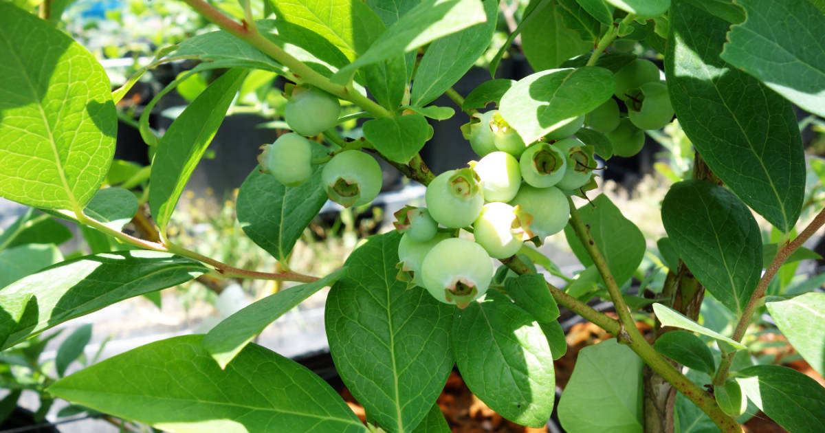 【体験談あり】家庭でブルーベリー養液栽培【かんたんキットの紹介】