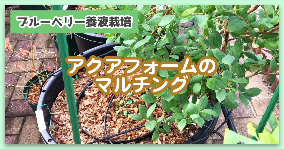 これは病気 ブルーベリー栽培で枝が黒くなって枯れてきた 枝枯れ病 ブルーベリーラボのおがた 福岡県直方市にあるブルーベリー狩り観光農園
