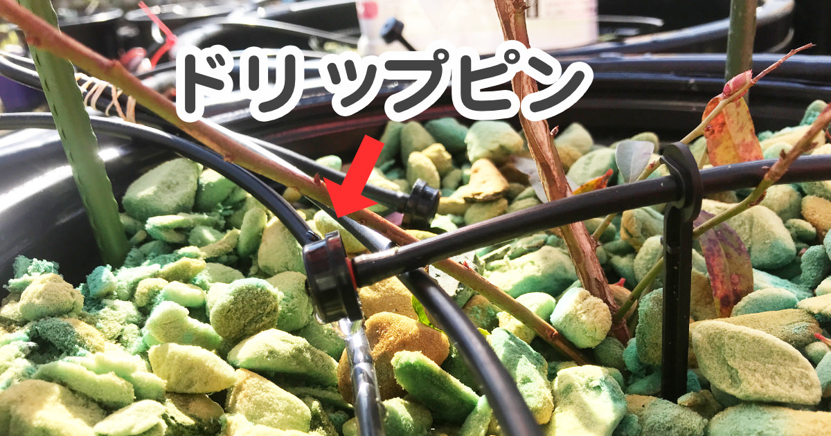 【ブルーベリー養液栽培】ドリップピンの正しい場所はここです