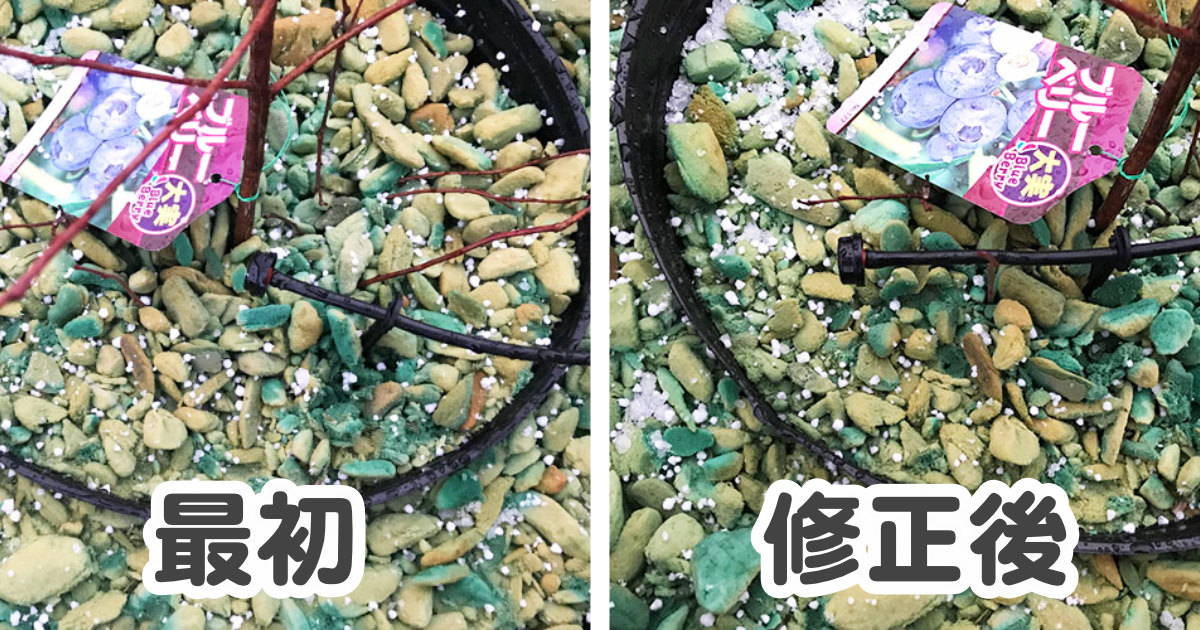 【ブルーベリー養液栽培】ドリップピンの正しい場所はここです