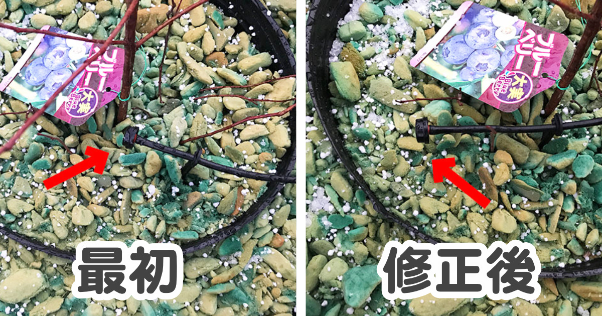 【ブルーベリー養液栽培】ドリップピンの正しい場所はここです