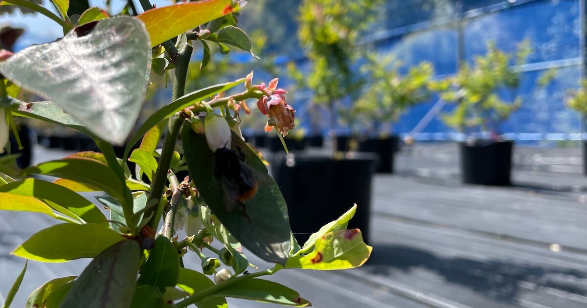 ブルーベリーを受粉するクロマルハナバチ