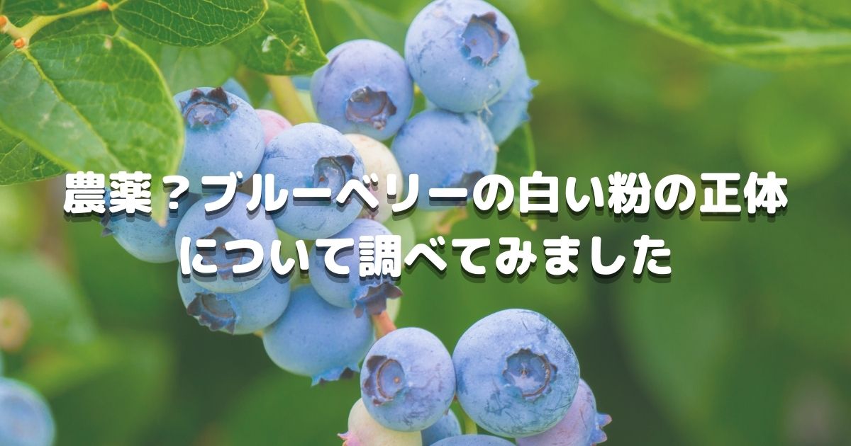 農薬 ブルーベリーの白い粉の正体について調べてみました 福岡県直方市にあるブルーベリー狩り観光農園 ブルーベリーラボのおがた